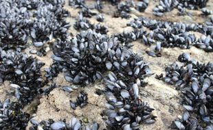 Illustration de moules.
