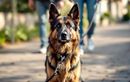 Comment ce geste tout simple peut renforcer durablement le lien avec votre chien au quotidien