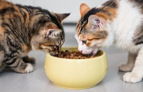 Conflits, stress, marquage… et si tout venait de la façon dont vous nourrissez vos chats ?