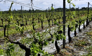 Un vignoble près de Macau dans le Médoc qui a été durement touché par l'épisode de grêle.