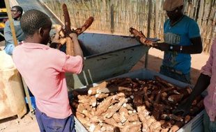 Des ouvriers employés par le groupe SABMiller dans le nord du Mozambique trient, le 6 juin 2015 le manioc, tubercule qui sera utilisée pour fabriquer de la bière