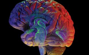 Un cerveau humain. (Illustration)