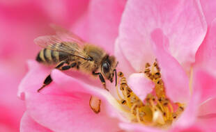 Une abeille (illustration)