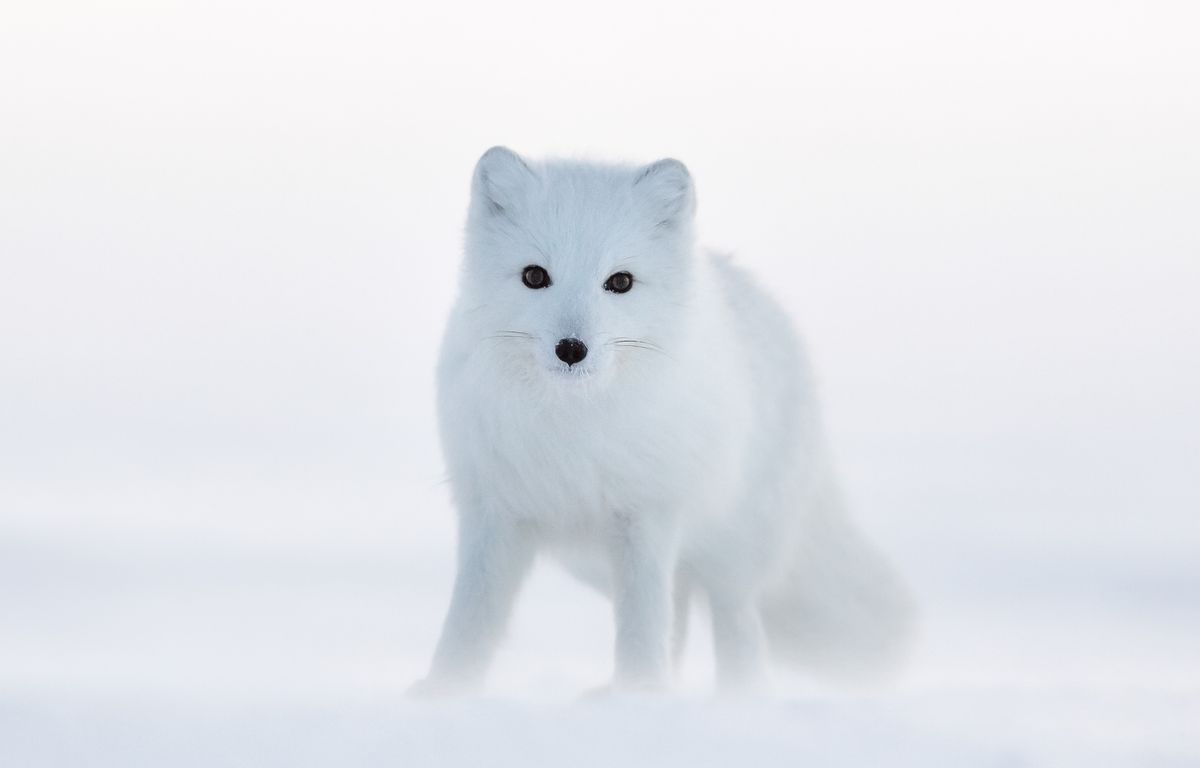 Le Renard Polaire Faune Arctique Grands Espaces | atelier-yuwa.ciao.jp