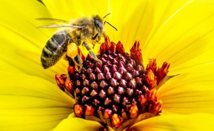 Ces dernières années, la production de miel s'est effondrée en France, du fait d'une mortalité accrue des abeilles