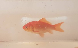 Moïse, le poisson rouge, a été retrouvé par un pompier dans un nid de poule après les inondations dans l'Aude.