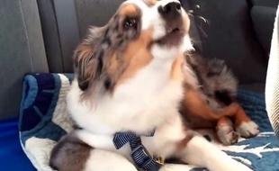 Capture d'écran de la vidéo montrant Oakley, un berger australien, qui accompagne de ses hurlements sa chanson préférée de «La Reine des neiges».