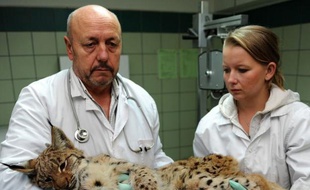 Grognant furieusement, Benek le lynx regarde d'un oeil mauvais le vétérinaire qui le vise avec son fusil à tranquillisants à travers les barreaux de la cage. Il s'agit pourtant de le soigner pour l'aider à atteindre l'âge où il pourra se reproduire.