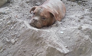 Une chienne a été retrouvée enterrée vivante, ce samedi 1er août 2015, dans les Yvelines. Sur le Web, les internautes réclament la peine maximale pour son maître, via une pétition.