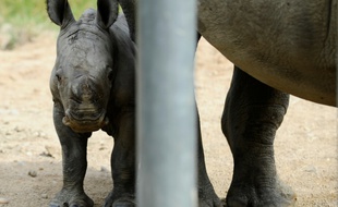 Bayami, bébé rhinocéros, le 13 juillet 2016 au zoo d'Amnéville