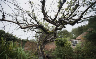 L'arbre bicentenaire est un symbole culturel britannique.