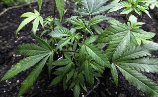 Illustration des plans de cannabis, dans la région de Toulouse, le 2 mai 2013