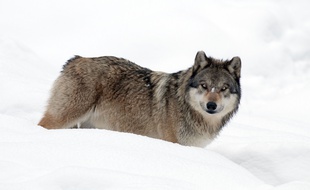 Un loup gris (illustration).