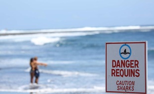 Un homme de 24 ans a été victime d'une attaque de requin au large de l'Etang-Salé à la Réunion le 26 octobre 2013.