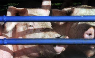 Des anciens cadres de la société d'abattage et de découpe de porcs Gad ont élaboré un projet de réouverture de l'abattoir de Lampaul-Guimiliau (Finistère) fermé en octobre, a-t-on appris auprès du président la chambre de commerce de Morlaix, confirmant une information publiée dimanche dans le Télégramme.