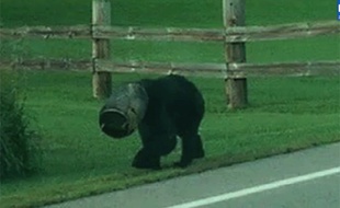Capture d'écran du «bucket bear».