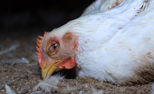 L'association L214 publie une vidéo tournée dans un élevage de poulets à Saint-Fulgent en Vendée