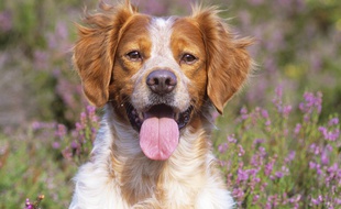 Un chien de race épagneul.
