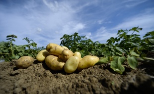 Illustration de pommes de terre.