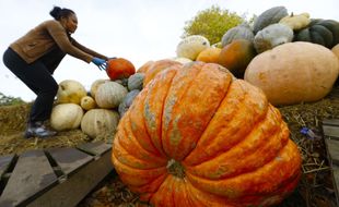 Une citrouille à la ferme Crockford Bridge dans le Surrey, le 31 octobre 2014.