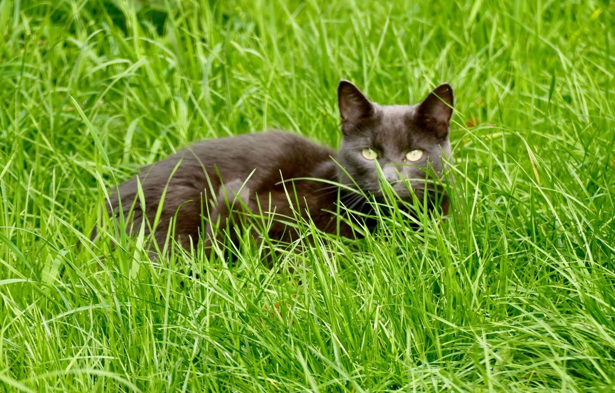 « On m'a renvoyé vers des voyants »... Quand perdre son chat expose aux brouteurs et aux escrocs