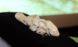Photo du 27 novembre 2014 d'une statuette de craie représentant une figure féminine datée d'il y a 23.000 ans et retrouvée à Amiens