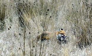Un renard a volé un sac à main avant de disparaître dans les bois, obligeant son propriétaire à alerter les policiers, a rapporté mardi la police du canton de Bâle (nord de la Suisse).