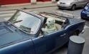 La sécurité pour les chiens n'est pas un luxe.