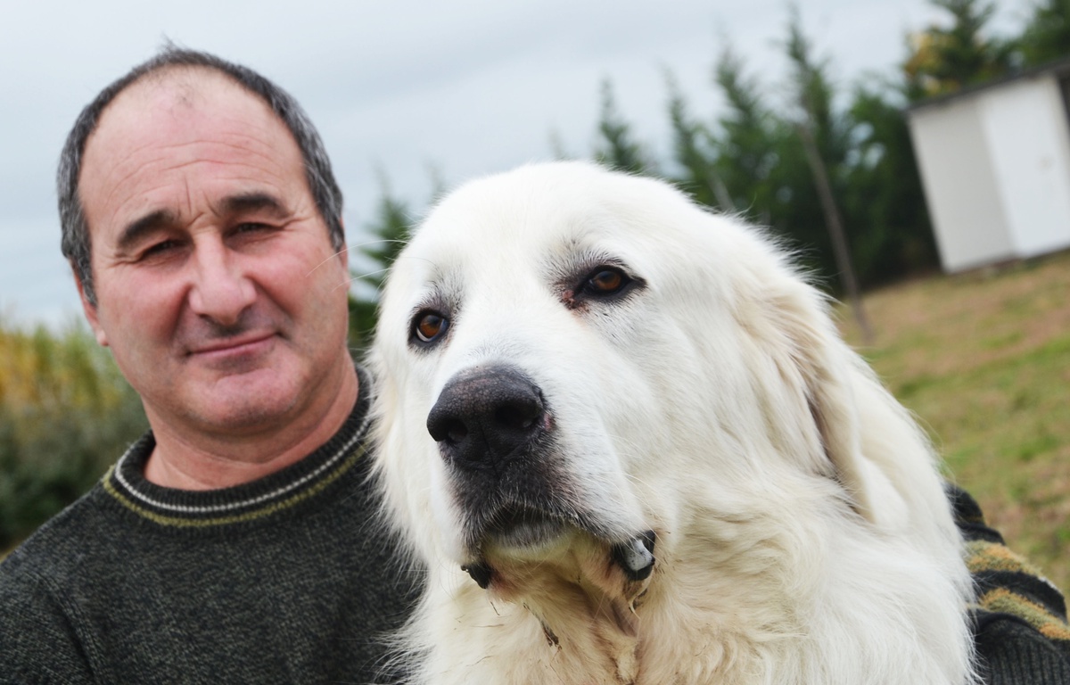Quelle Est La Race Du Chien Dans Belle Et Sebastien Montpellier: On a rencontré Garfield, le chien du film «Belle et Sébastien»