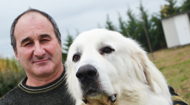 Race De Chien De Belle Et Sebastien Montpellier: On a rencontré Garfield, le chien du film «Belle et Sébastien»