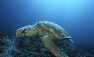 Une tortue caouanne (illustration)
