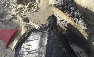 Des tortues, comme ici sur la plage de Sabiaguaba, sont mortes à cause de cette pollution.