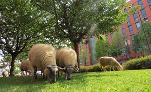 Les moutons des Bergers urbains de Seine-Saint-Denis à leur aise dans le parc de bureaux Icade-Porte de Paris.