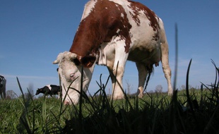 La ferme Durr n'est pas à l'arrêt et produit encore du lait grâce à ses 50 vaches.