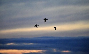 Des milliers d'oiseaux migrateurs, dont des grues, des cigognes et des canards, sont bloqués au Bélarus par le retard du printemps qui les empêche de poursuivre leur route vers le nord, ont annoncé des spécialistes mardi.