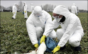 Le virus H5N1 de la grippe aviaire sur des oiseaux sauvages s'est étendu vendredi en Allemagne, atteignant l'Etat régional du Schleswig-Holstein (nord-ouest), et le sud du pays, près du lac de Constance, ont annoncé les autorités.