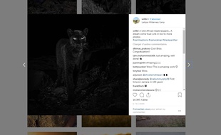 Un léopard noir a été photographié pour la première fois depuis 1909