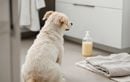 À quelle fréquence faut-il vraiment laver son chien pour préserver sa peau ? Ce que les propriétaires ignorent souvent