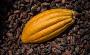 Les chocolatiers français s'inquiètent de la flambée des cours de cacao, dans un contexte de récolte de fèves en baisse mais de demande mondiale toujours plus importante.