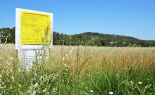 Près de Montpellier, le champ où Decathlon envisage d'implanter son projet de centre commercial.