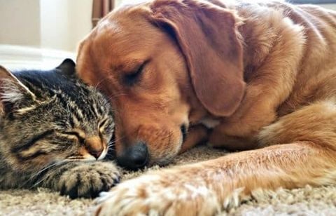 Peut-on vraiment parler d’amitié entre mon chien et un autre animal ? Les signes qui prouvent qu’il s’attache à son compagnon