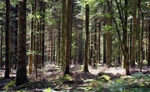 Des dizaines d'ossements humains, des morceaux de cercueils et des gravats de marbre ont été découverts fortuitement par des promeneurs dans une forêt privée en Moselle