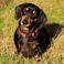 Victimes d’un cambriolage, ils retrouvent leur chien dans une mare de sang