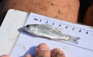 Une pêche scientifique va être menée à cinq endroits du parc naturel marin de l'estuaire de la Gironde et de la mer des Pertuis.