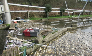 La pollution au lisier du ruisseau Quillimadec a tué plus de 40 tonnes de truites d'une pisciculture située en aval.