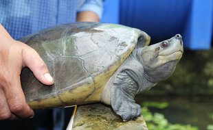 Une tortue royale (photo d'illustration)