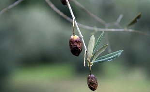 Des olives infestées par la mouche Bactrocera oleae aux Baux-de-Provence, dans les Bouches-du-Rhône, le 27 novembre 2014