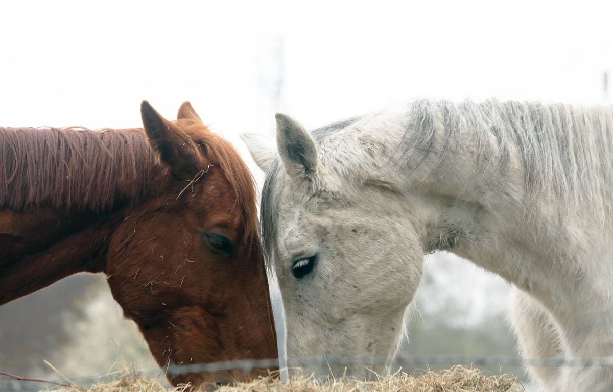 Chevaux mutilés en Normandie : Le suspect prétend avoir répondu à des pulsions