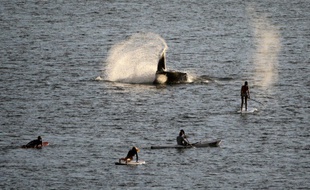 Une baleine à bosse au large de Bondi Beach, Australie, le 19 mai 2014.