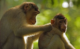 Les macaques du parc animalier de Labenne vont être euthanasiés.